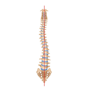 Spine Example